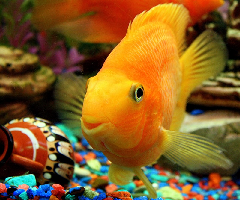 Домашние рыбки. Рыбки для аквариума. Золотая рыбка в аквариуме. Красивые домашние рыбки.