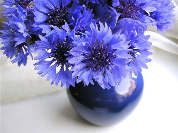 Download What color matches blue cornflower blue color More