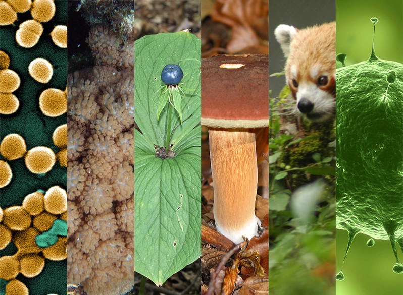 Фото живых организмов. Разнообразие живых организмов. Разнообразие живой природы. Разнообразие живых организмов растения. Живые организмы фото.