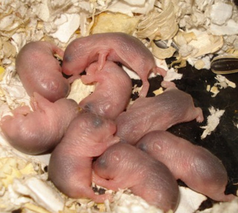 Потомство хомячка. Новорождённые джунгарские хомячки. Джунгарские хомячки маленькие новорождённые. Новорожденные хомячки джунгарики. Хомячата джунгарские Новорожденные.