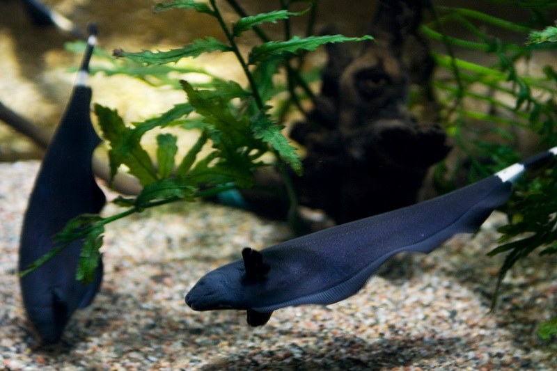 Какая рыба нож. Аптеронотус черный нож. Рыба Аптеронотус белокаймовый черный нож. Аптеронотус белокаймовый. Аптеронотус белокаймовый, рыба нож.