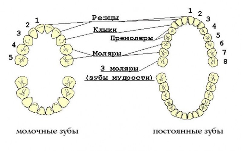 Названия зубов человека. Зубы молочного прикуса схема. Схема молочных и постоянных зубов. Количество зубов схема.
