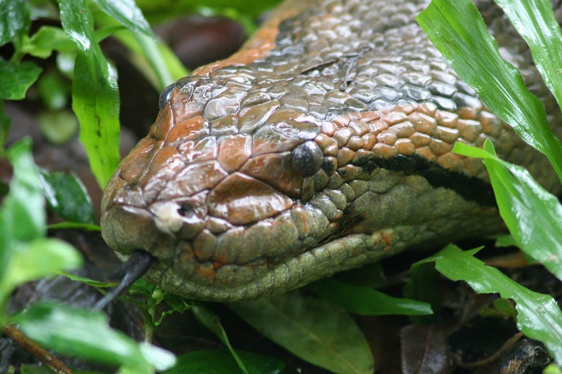  змея самая толстая в мире самая толстая змея в мире Животные Другое