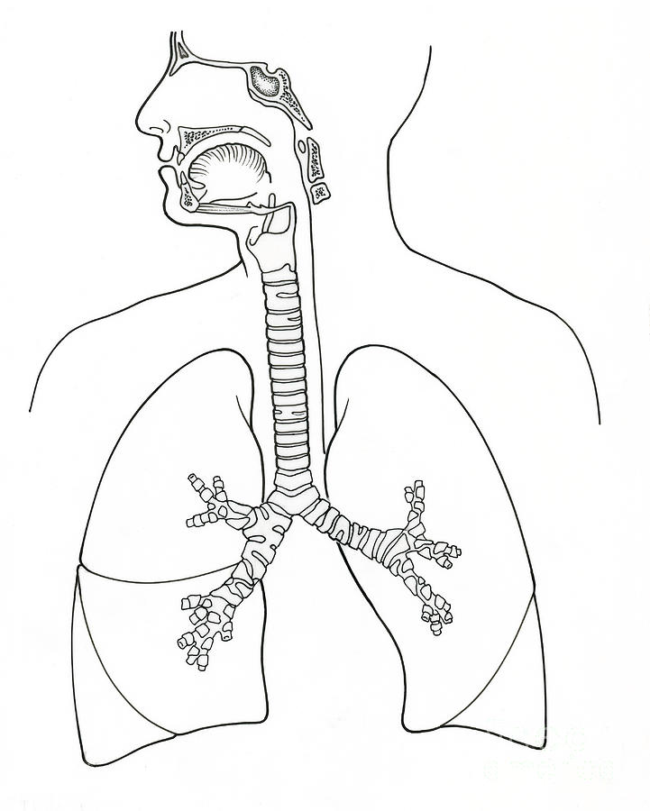 Строение дыхательной системы рисунок без подписей