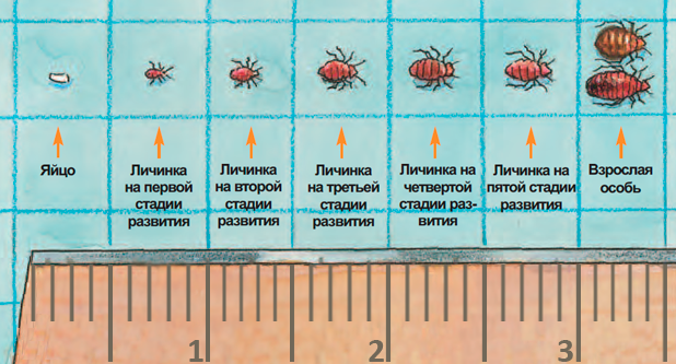 Цикл развития постельных клопов