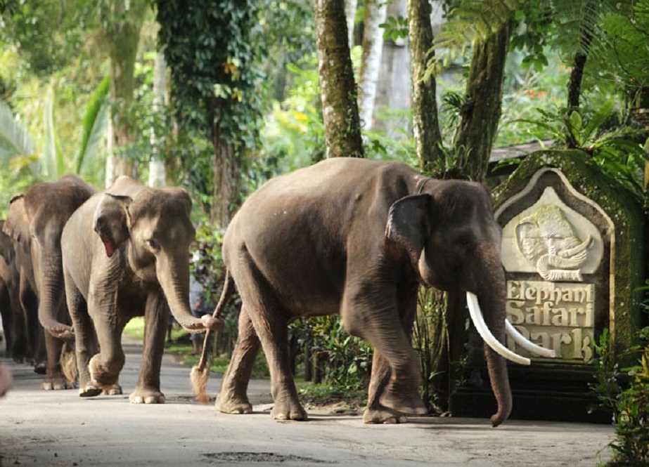 парк слонов