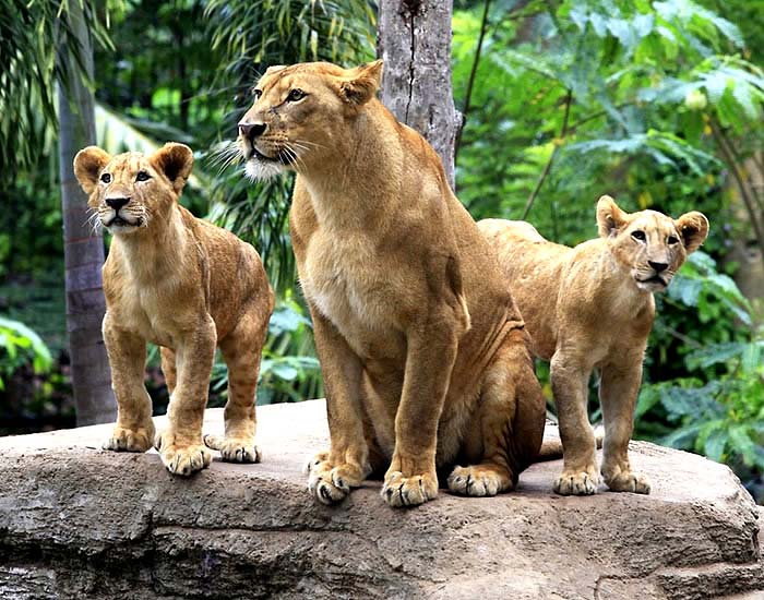 зоопарк Бали