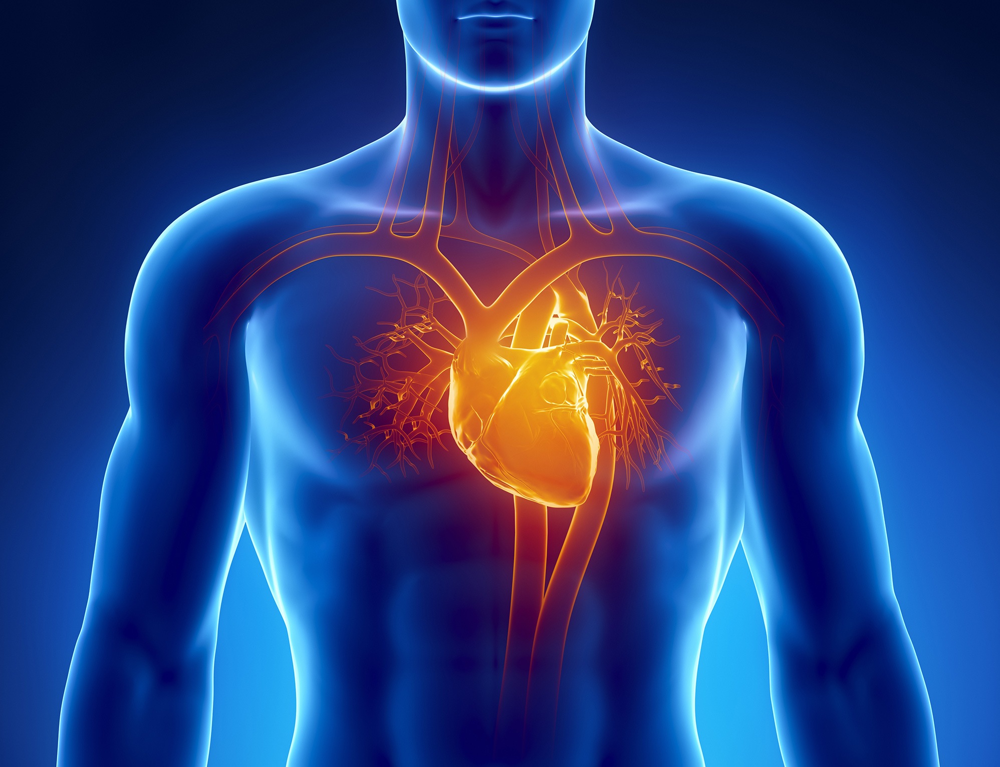 Сердечный ковид. Человеческое сердце фото. Заболевания сердечно-сосудистой системы.