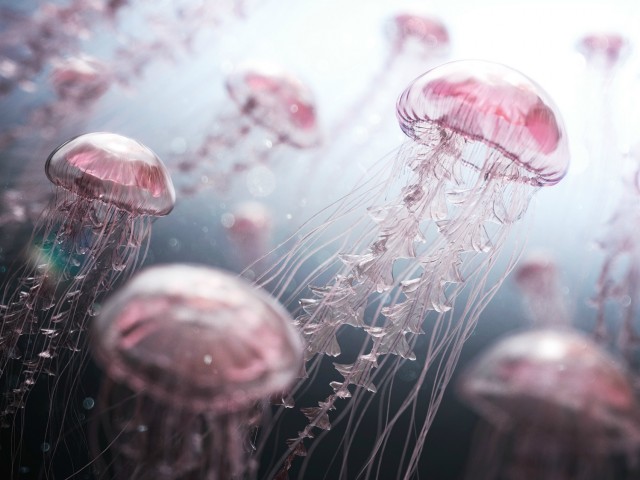 Талисман медуза