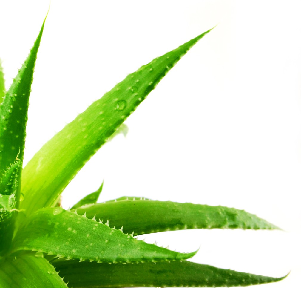 Листочек алоэ. Aloe Vera. Лист алоэ.