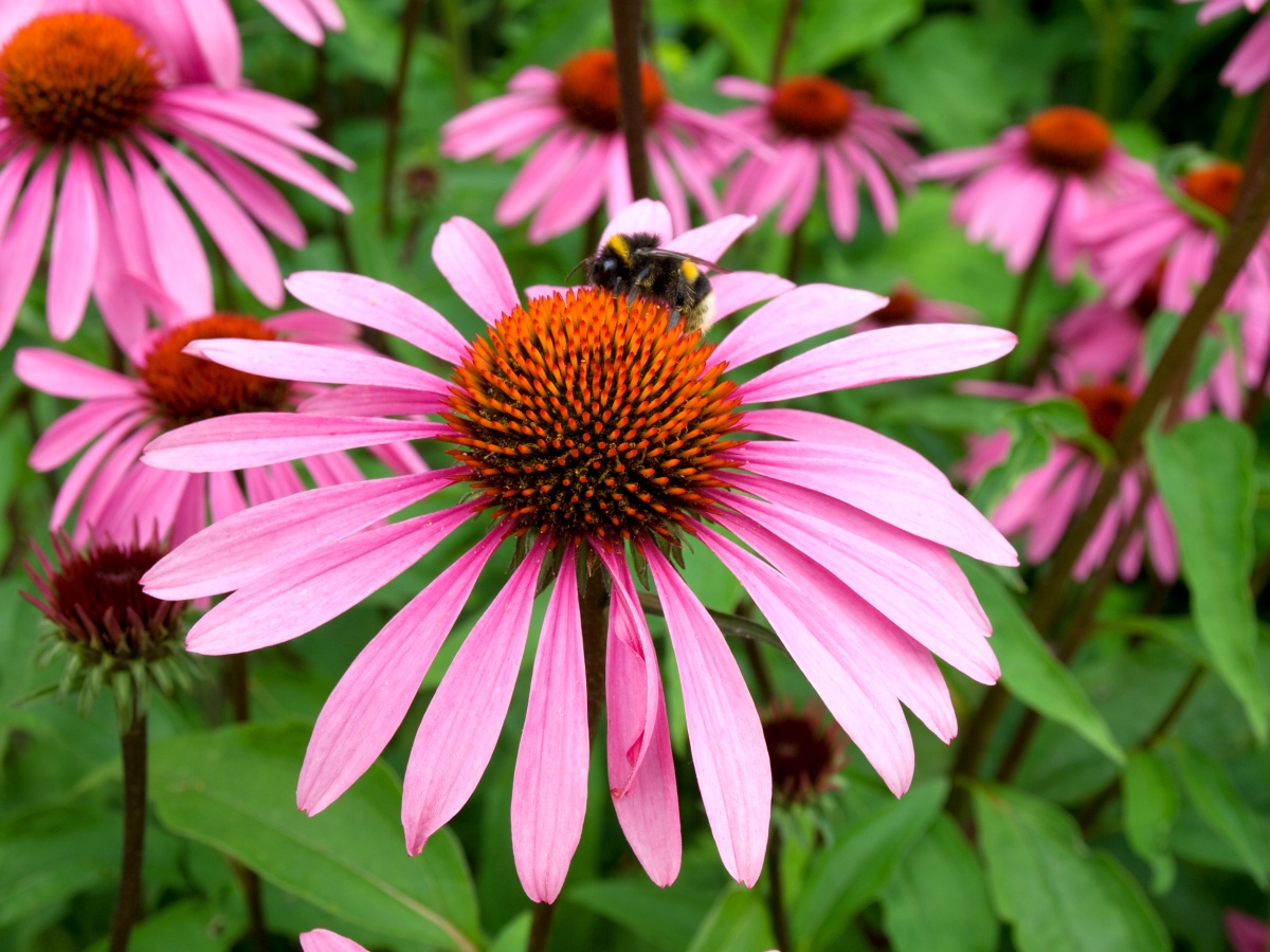 Echinacea purpurea растение