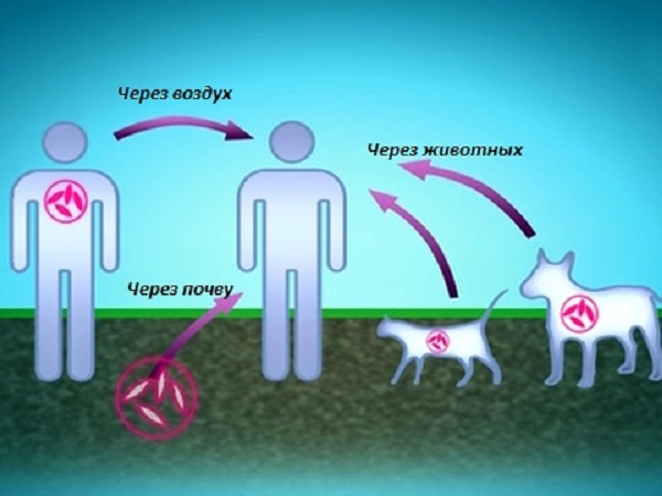 Каким путем происходит заражение туберкулезом