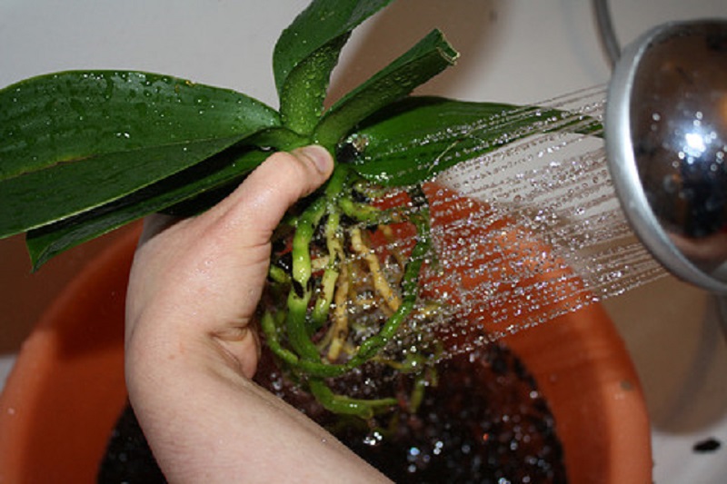 Орхидея в домашних условиях в воде. Пересадка орхидеи фаленопсис. Пересаживаем орхидею фаленопсис. Фаленопсис пересадка. Орхидея фаленопсис перевалка.