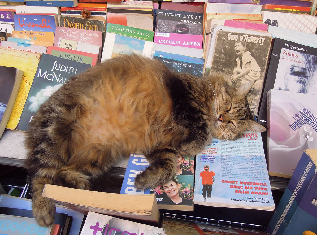 Даже котик понимает, что некоторые книги не стоит читать