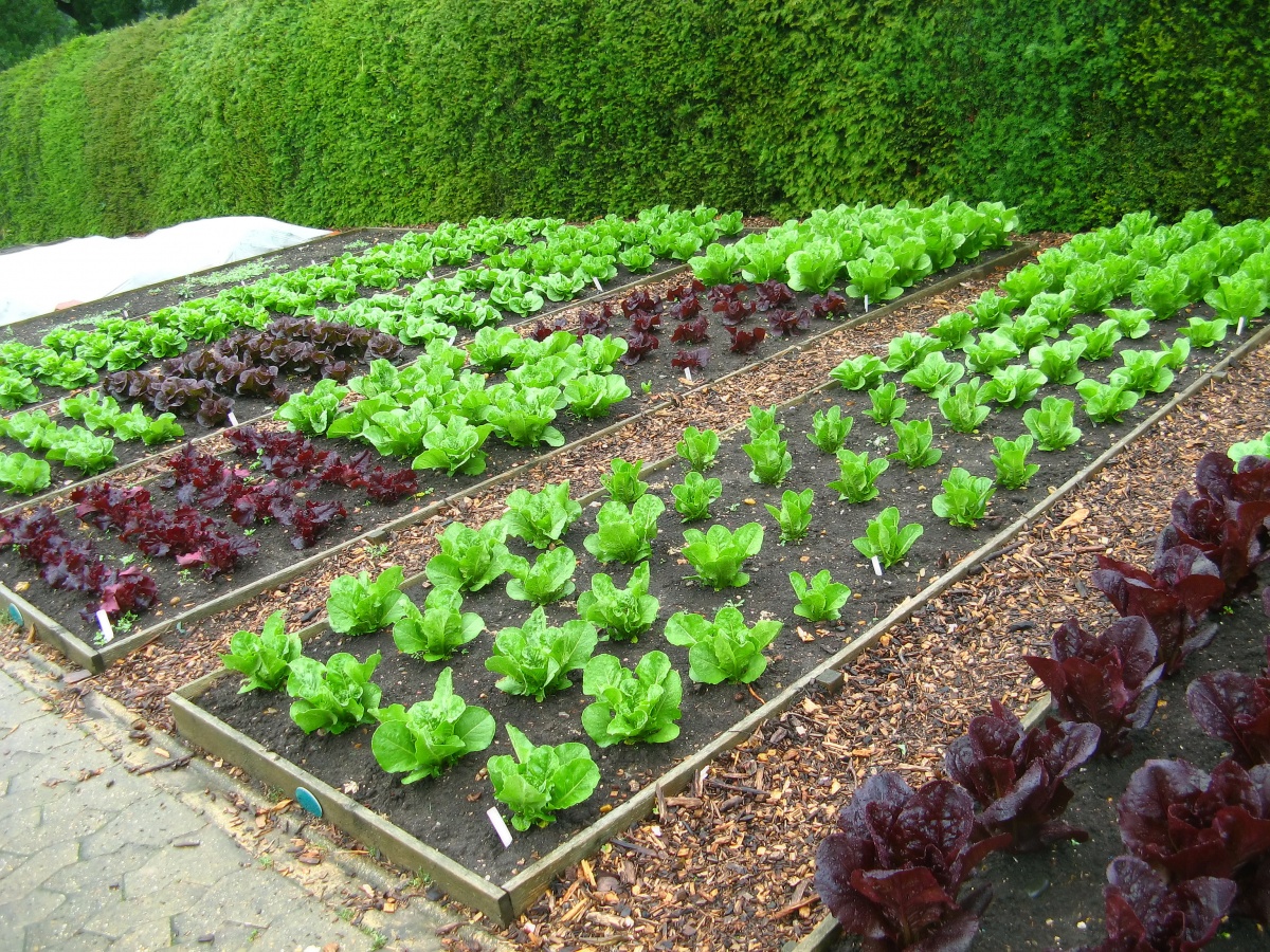 как садить овощи в огороде