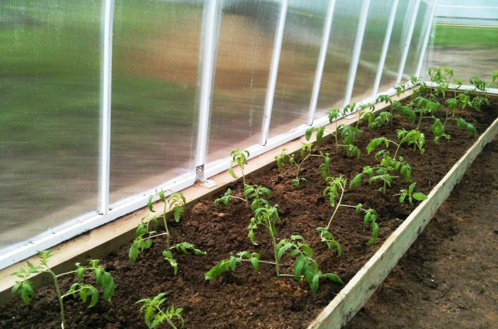 Фото помидор в теплице из поликарбоната