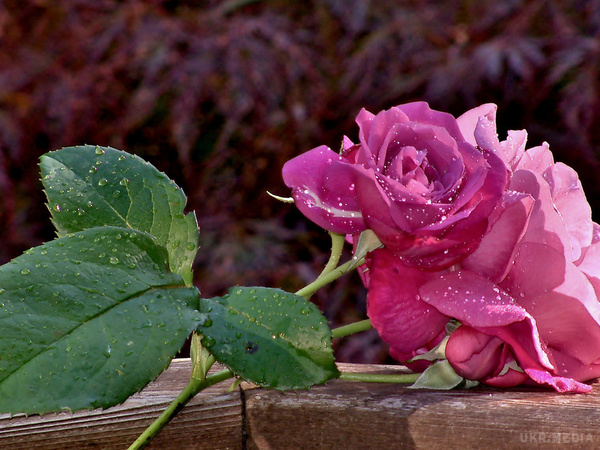 Как отличить куст розы от шиповника по листьям фото