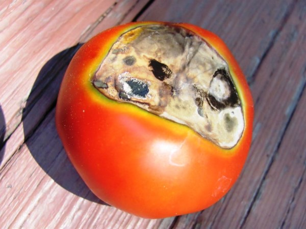 вершинная гниль томатов в теплице
