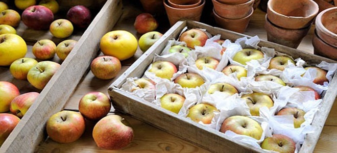 хранение яблок в деревянной таре