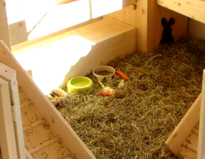 Чем кормить декоративного кролика в домашних условиях(1)