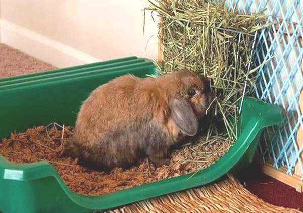 Чем кормить декоративного кролика в домашних условиях(3)