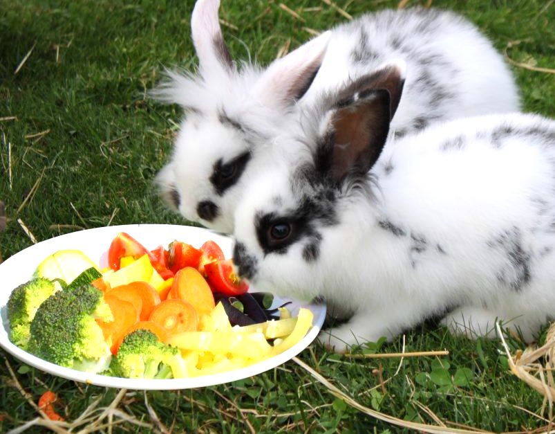 Как и чем кормить декоративного кролика(1)