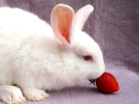 Чем кормить декоративного кролика(2)