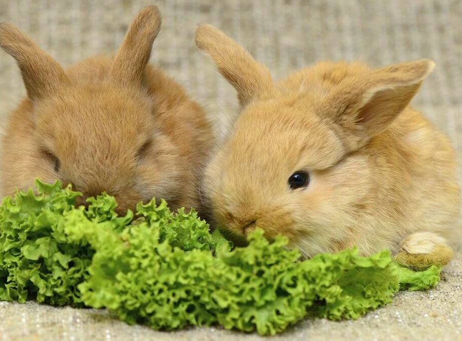 Чем кормить декоративного кролика(3)