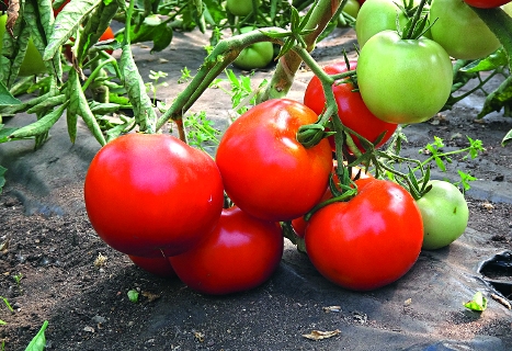 сорт томатов ажур