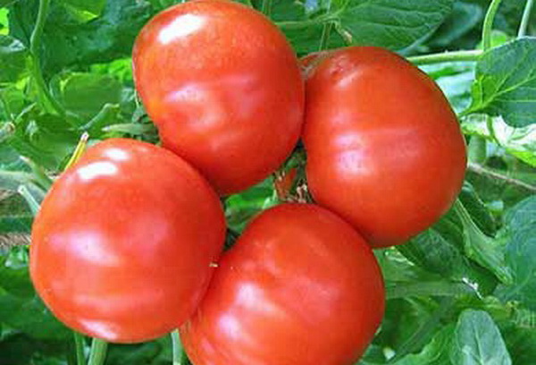 сорт томатов буржуй