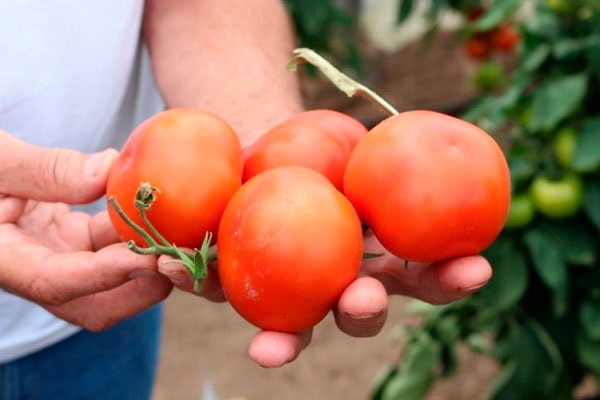 сорт томатов айвенго