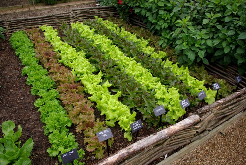 выращиваем овощи на даче