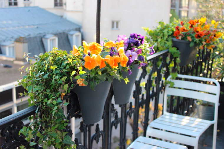 Какие цветы посадить на балконе