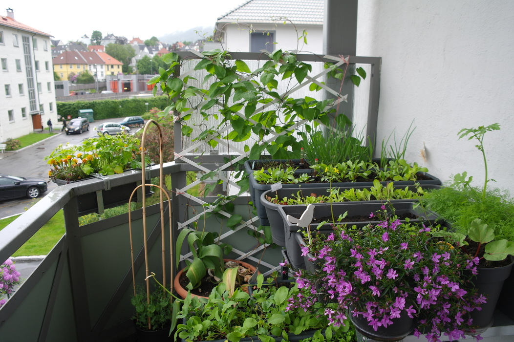 Что можно посадить на балконе. Озеленение балкона. Огород на балконе. Зелень на лоджии. Мини огород на лоджии.