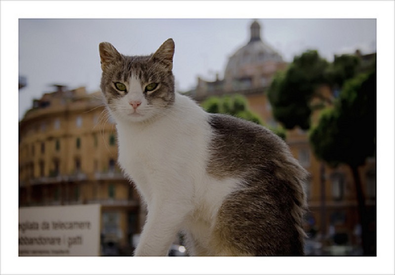 Кошка на площаде Торре де Арджентина