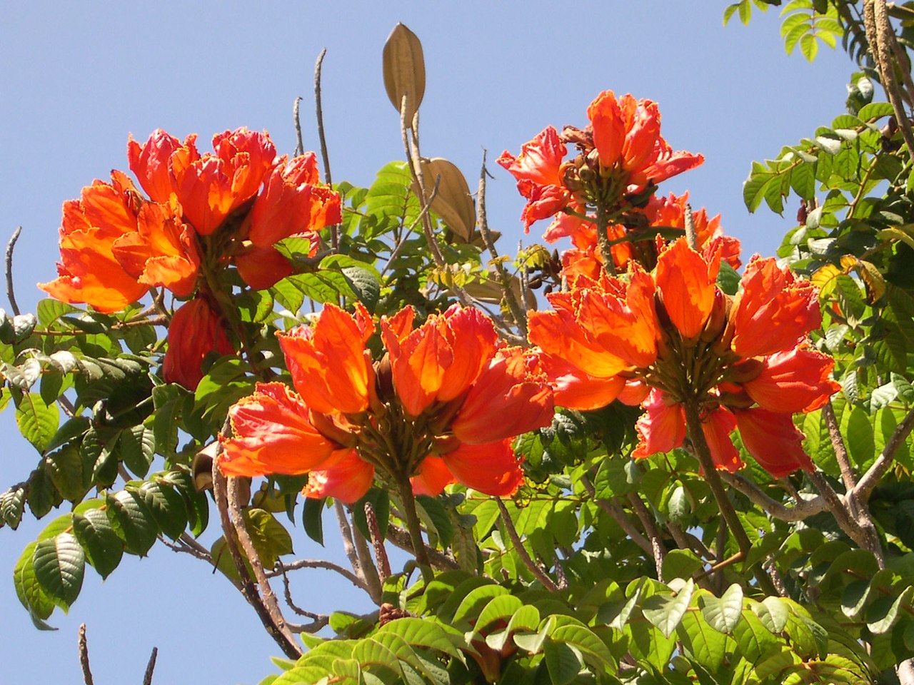 Высокое дерево с цветами. Тюльпановое дерево Лириодендрон. Лириодендрон Тюльпановый Сочи. Тюльпанное дерево (Лириодендрон). Спатодея африканское Тюльпанное дерево.