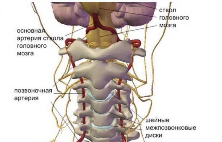 Сегмент шейного отдела позвоночника. Сегменты позвоночных артерий анатомия. Позвоночные артерии головного мозга. Сегменты позвоночной артерии. Позвоночная артерия сегменты анатомия.