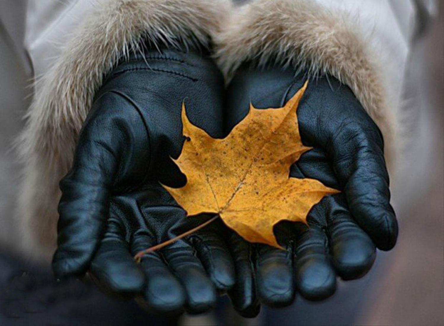 Осенний лист руки в перчатках