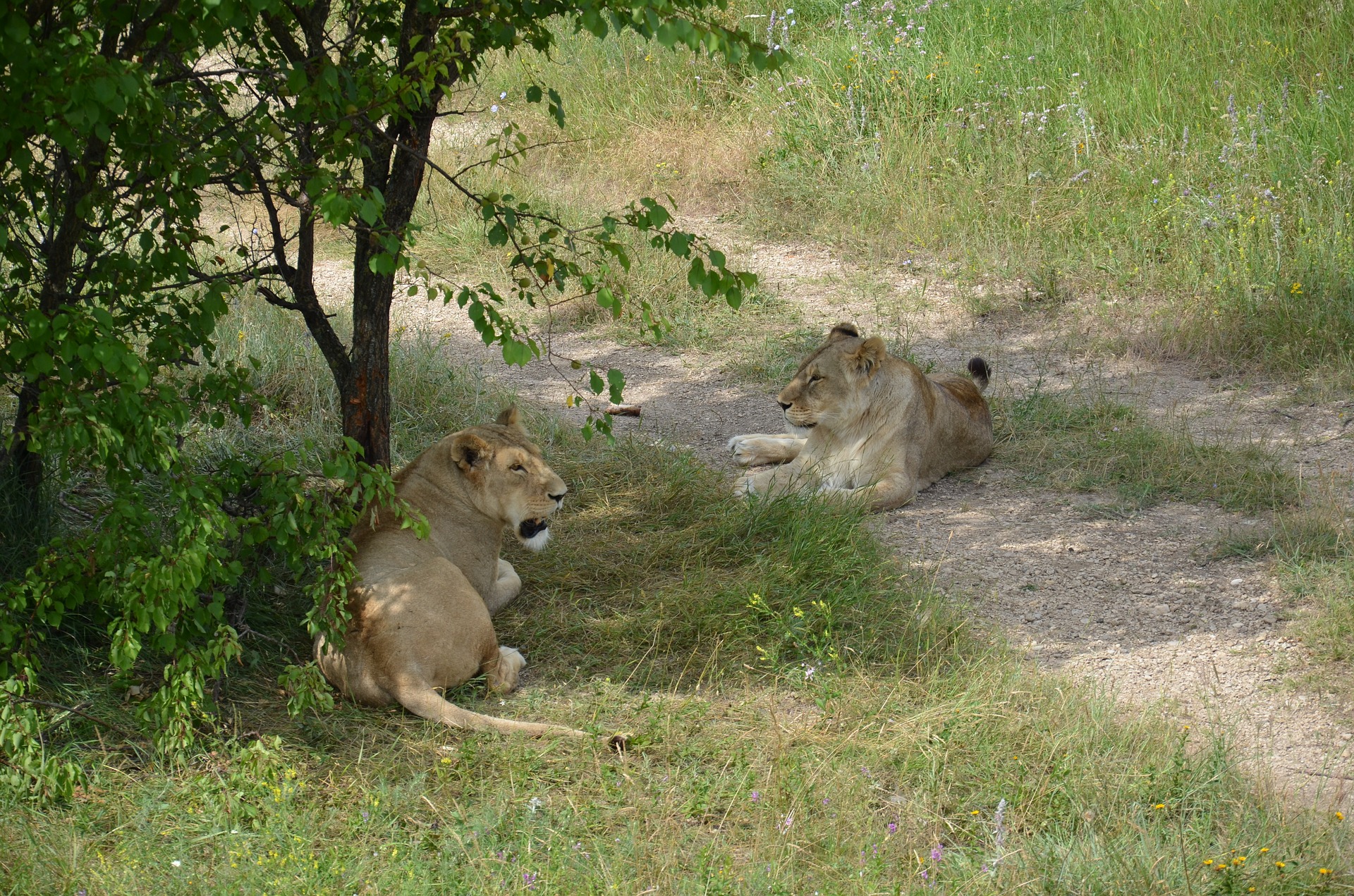Крым парк львов