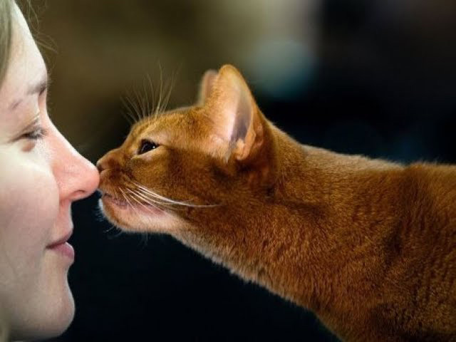 Язык кошек: переводчик с кошачьего