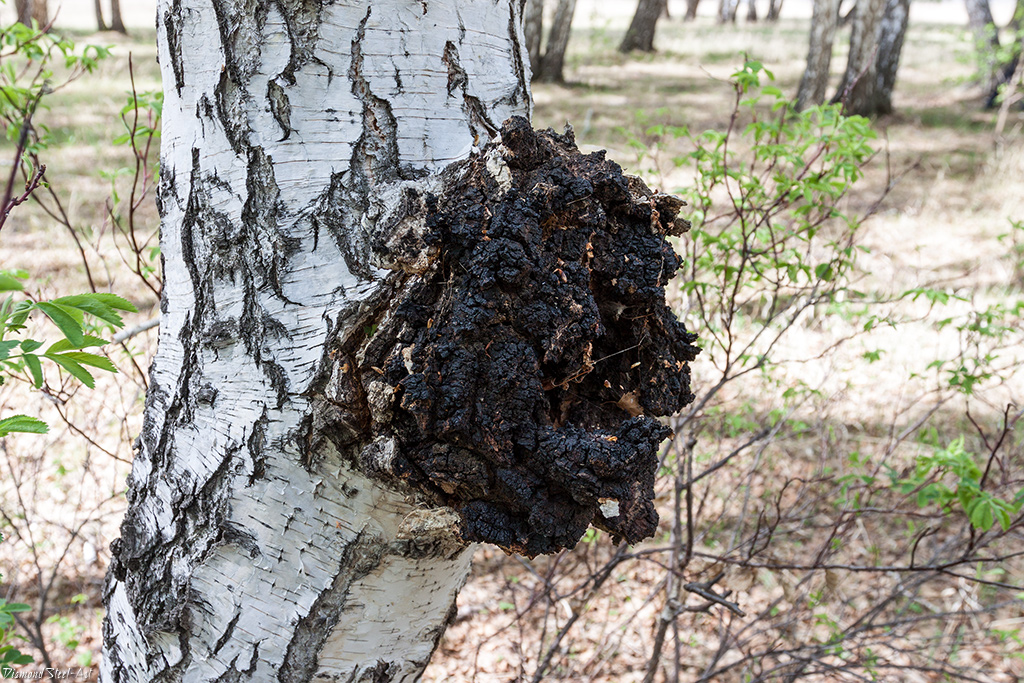 Чага березовый гриб фото на дереве и полезные свойства