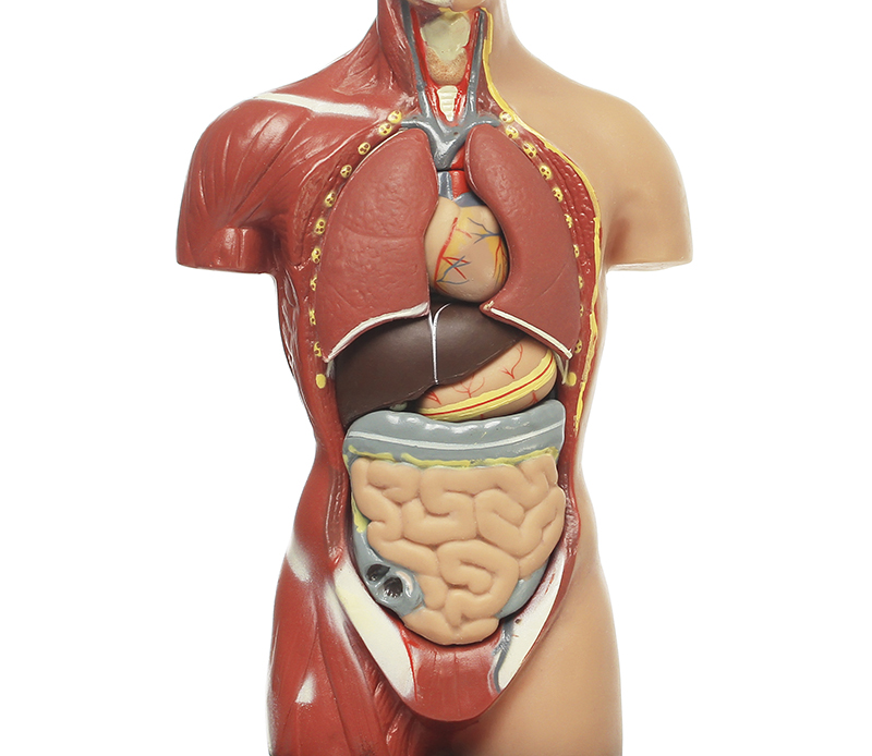 Внутреннее строение человеческого. Строение тела человека. Анатомия органов. Внутренние органы человека. Анатомия тела человека внутренние органы.