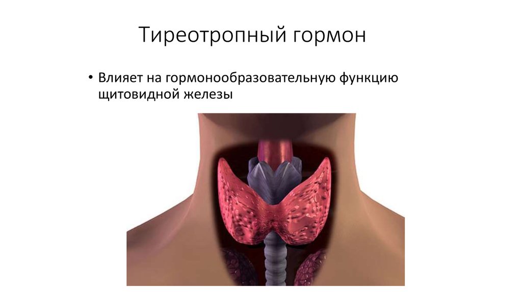 Ттг тиреотропин. Тиреотропный гормон щитовидной железы. Тиреотропин железа. ТТГ гормон. Тиреотропный гормон на щитовидку.