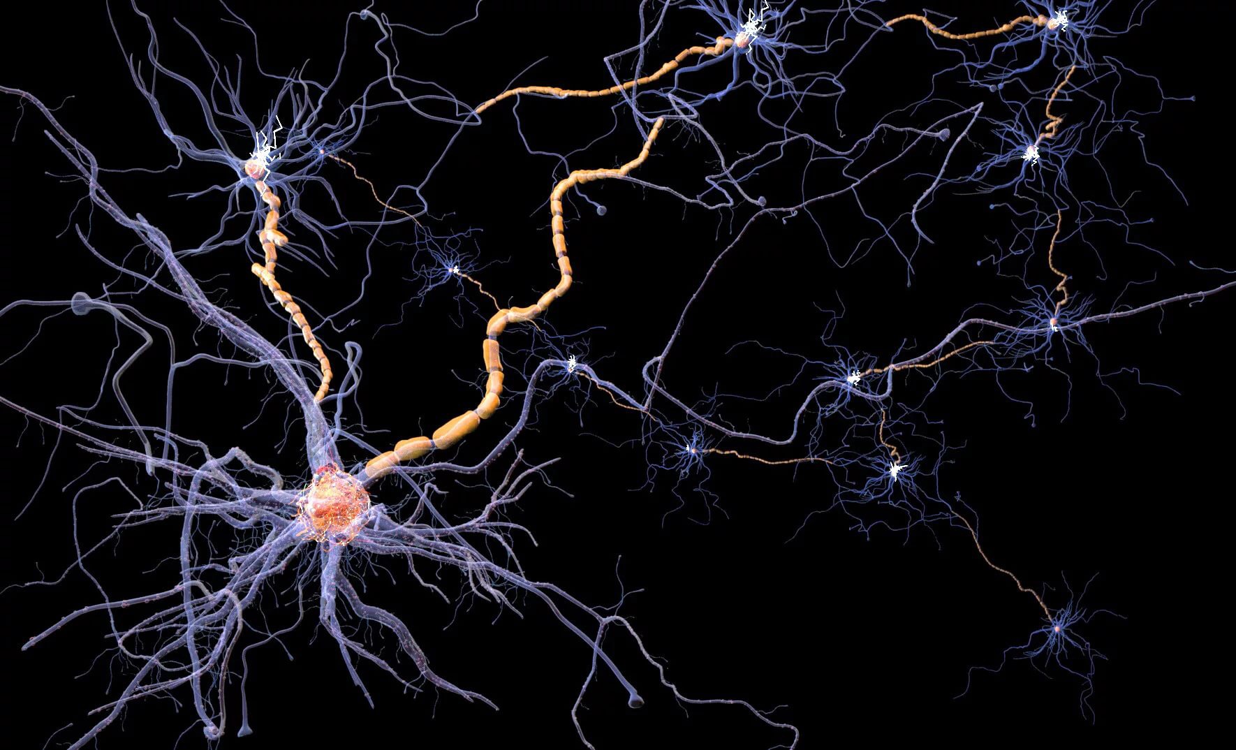 Биология нервные клетки. Нейроны аксоны дендриты. Нейрон Аксон дендрит. Нервная система Нейрон. Нервная система дендриты Аксон.