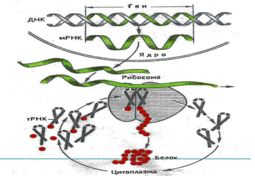 Последовательность этапов биосинтеза. Схема биосинтеза белка в живой клетке 9 класс. Синтез белка ДНК. Синтеза белка ДНК схема.
