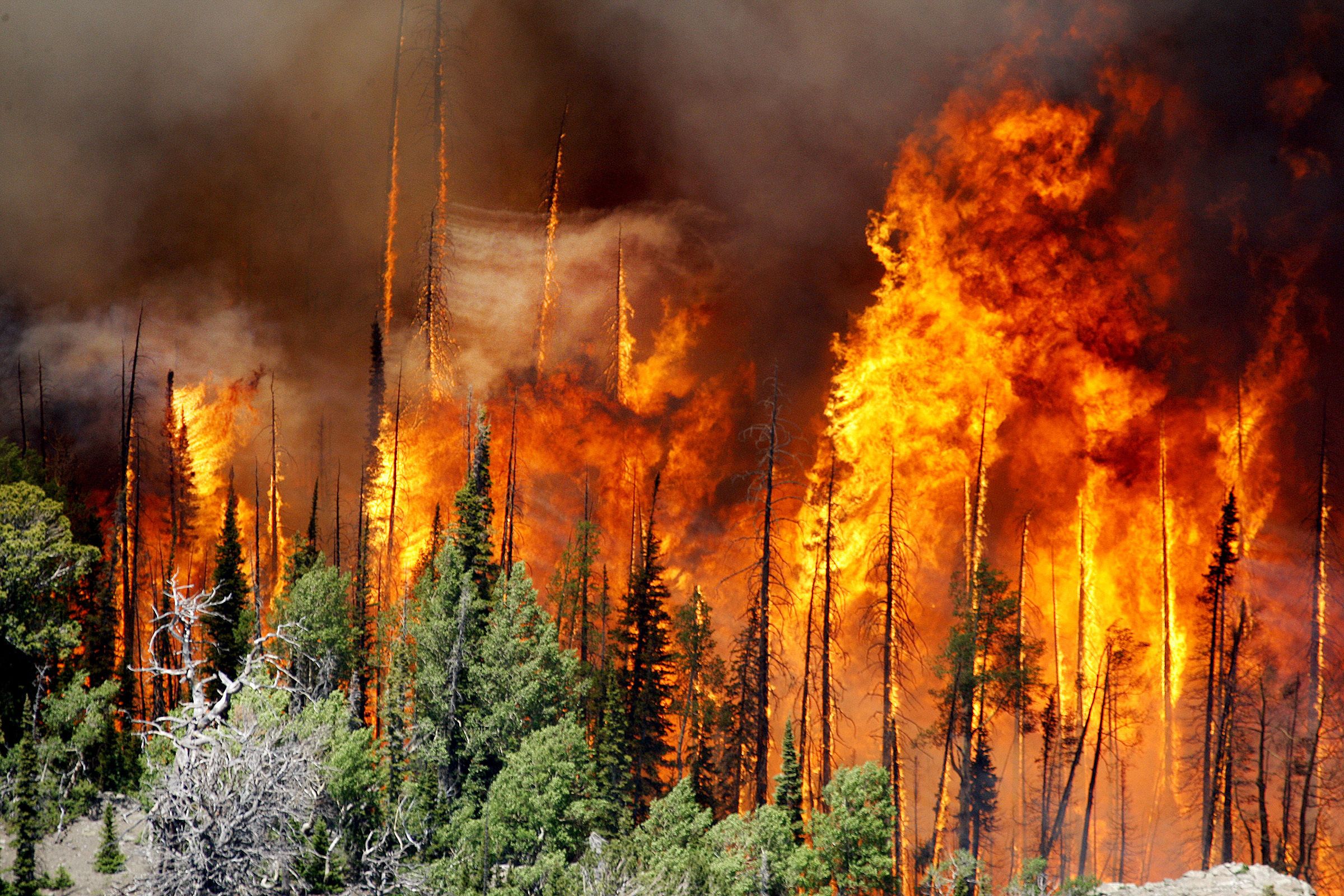 Почему горят пожары. Лесные и торфяные пожары. Природные пожары торфяные. Пожар леса. Верховой пожар.