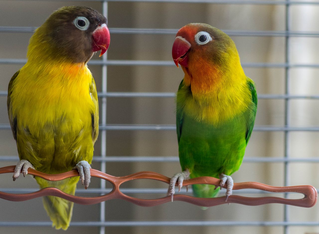 Домашние попугаи неразлучники