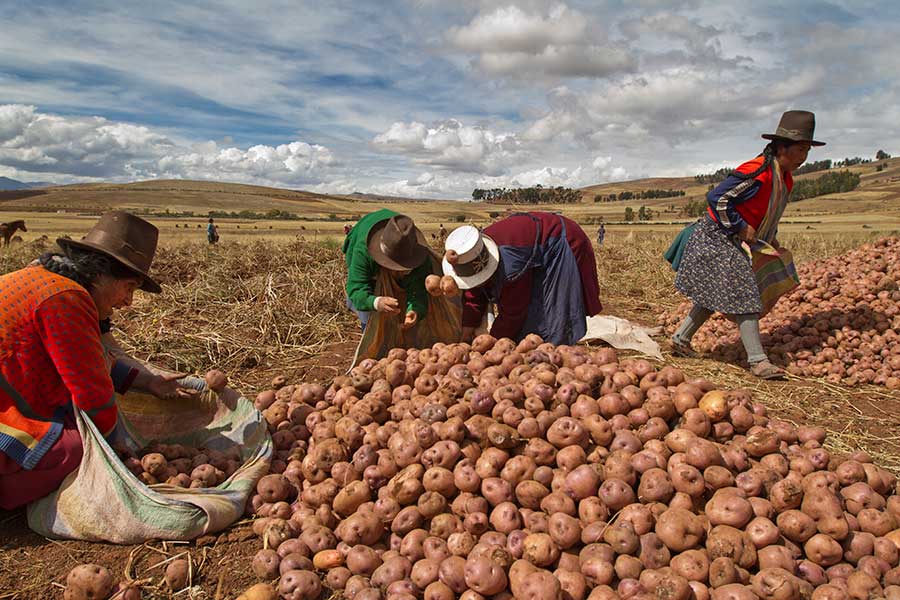Сбор урожая картофеля - важная часть жизни многих людей