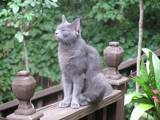 русская голубая кошка