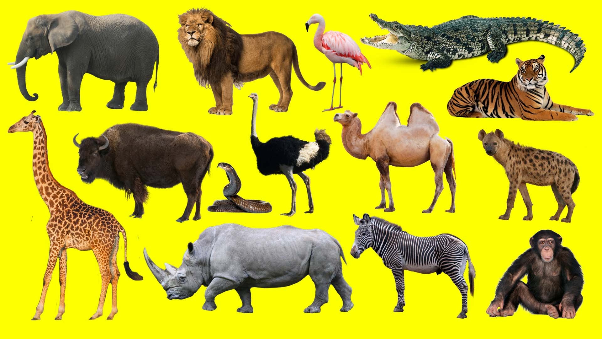 картинки разных диких животных